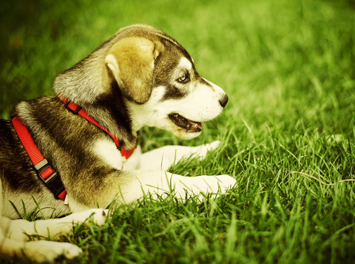 账号交易网的网页免费发手机号