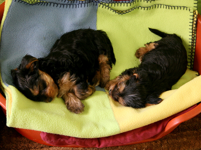 在线手机号轰炸机