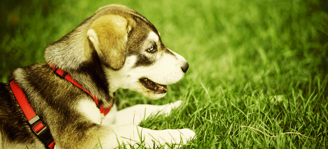 智能负载均衡的短信压测网站