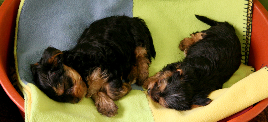 在线永久免费轰炸电话